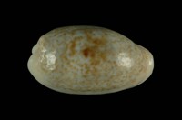 藏品(愛龍寶螺)的圖片